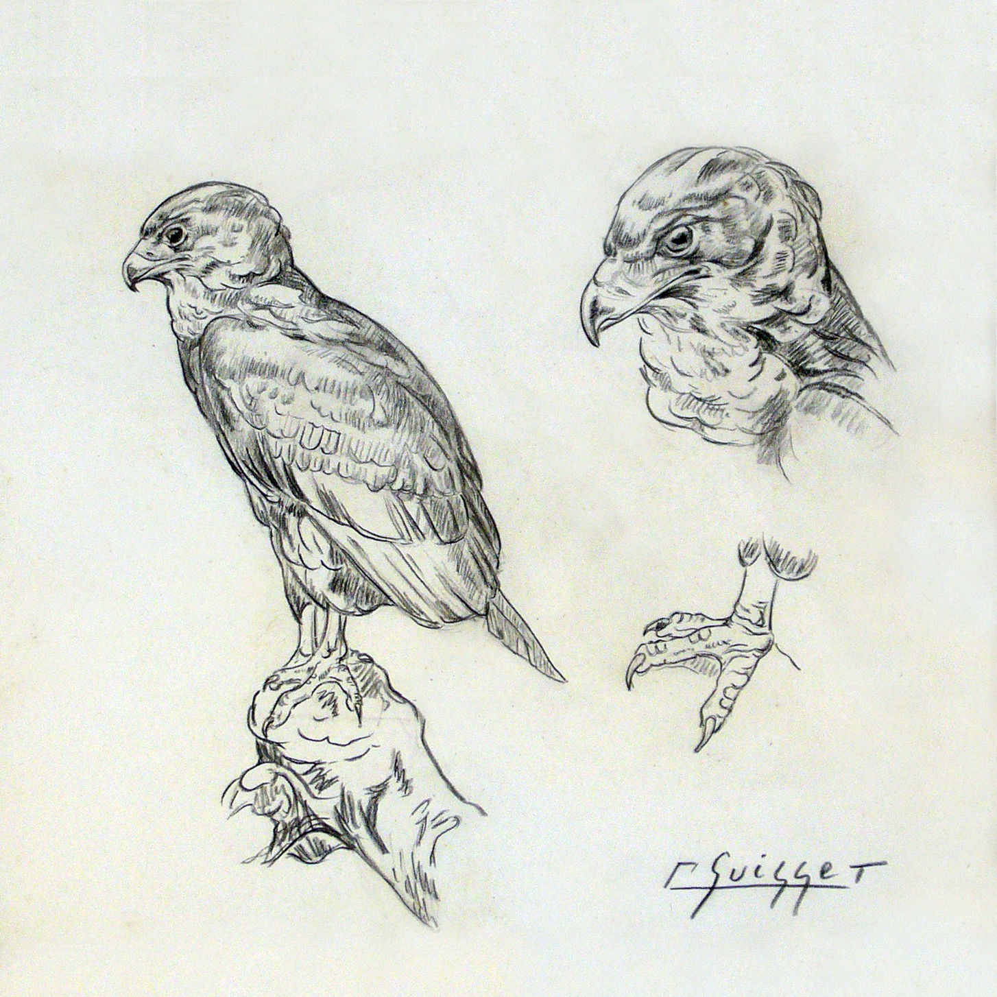 Aigle bateleur et tête.